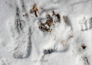 A human handprint compared to the supposed Bigfoot handprint