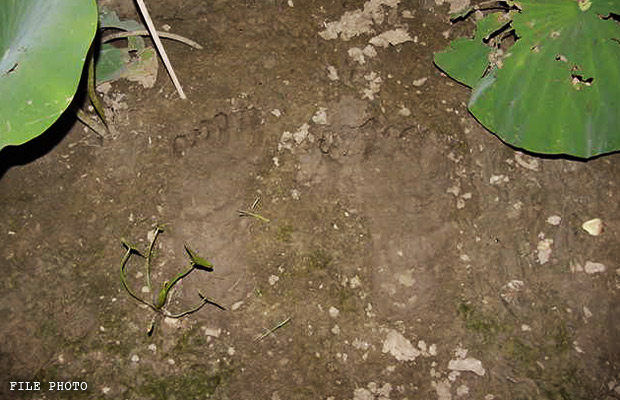 bigfootprints