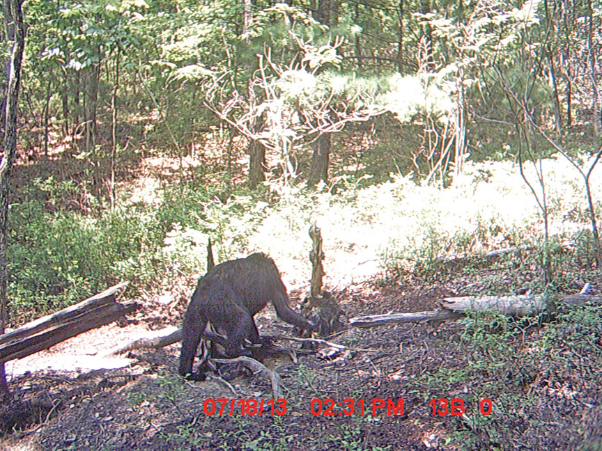 Virginia Trailcam Bigfoot