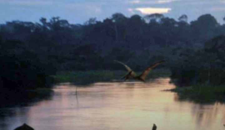 Living Dinosaurs? Photo Shows "Extinct" Pterodactyls in Brazil
