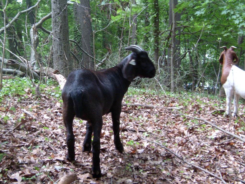 The Black Goat
