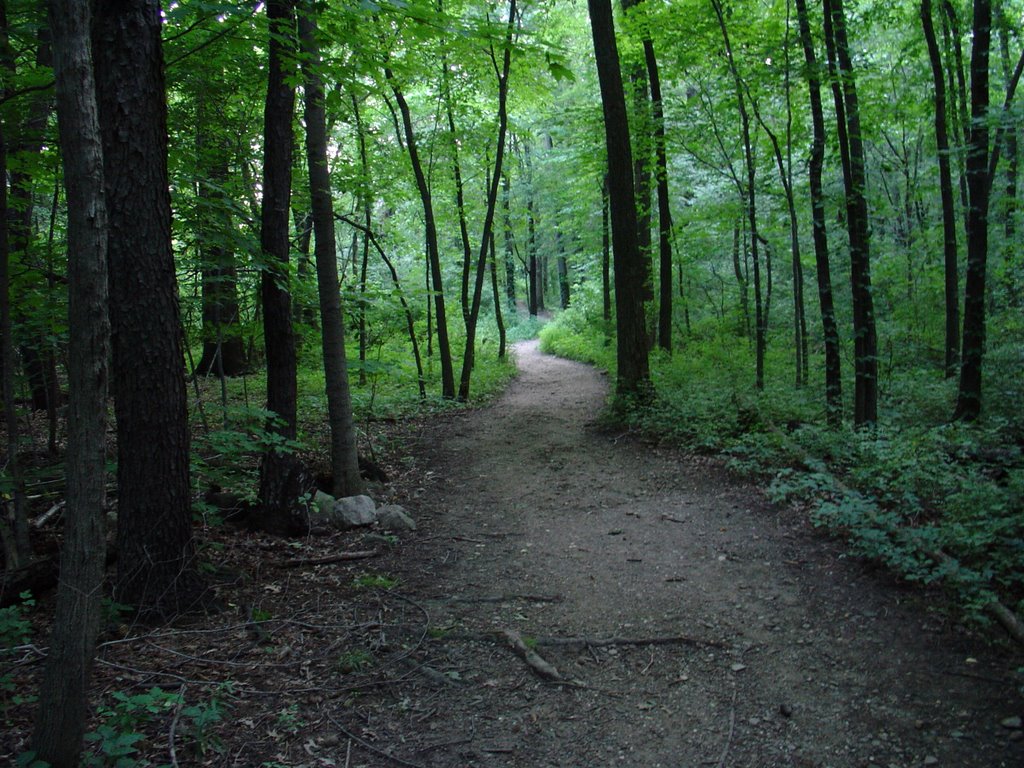 A heavily-wooded section of Chippewa Loop Trail in Silver Creek Metro Park.