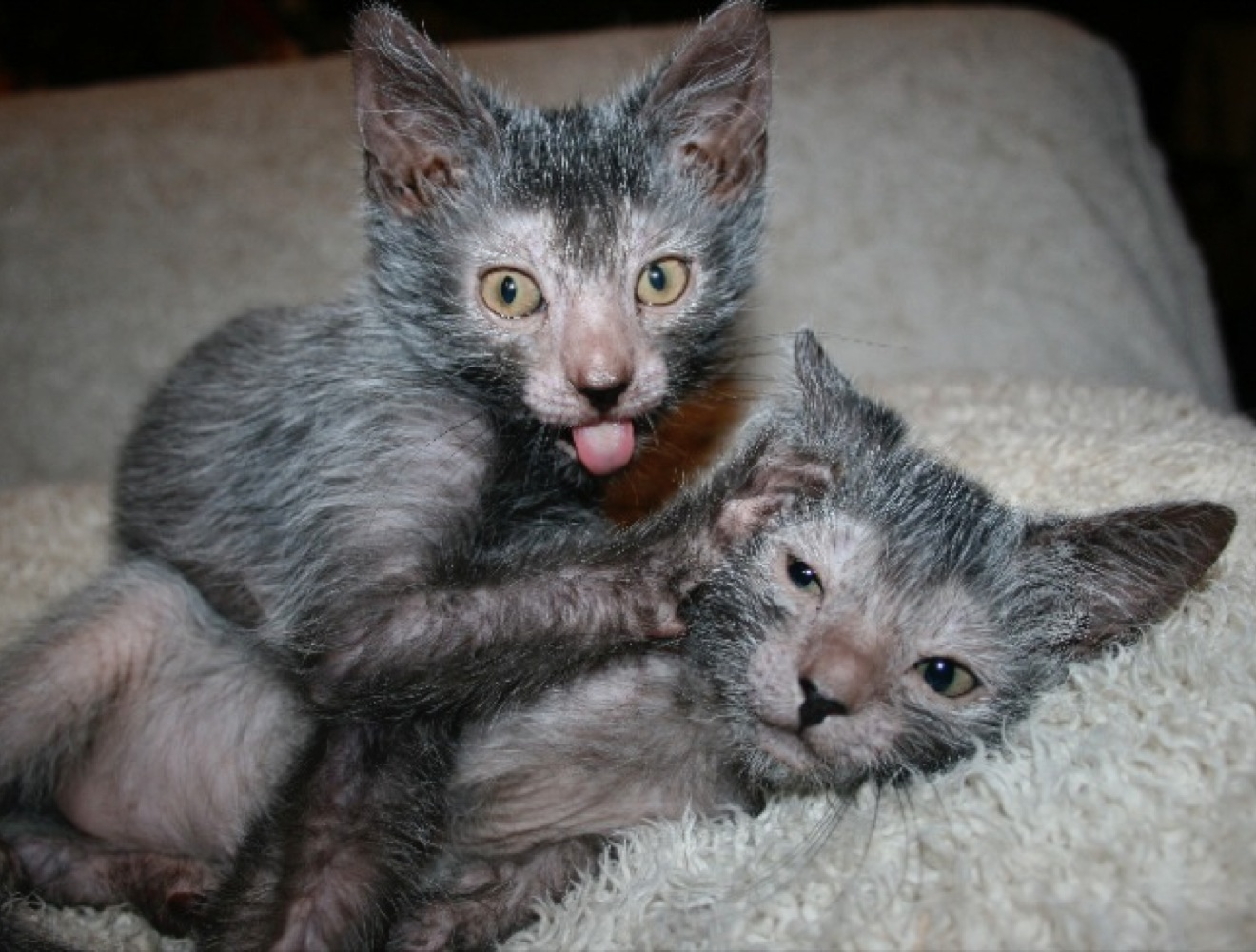 Distinctive balding patterns make Lykoi cats truly unique in appearance.