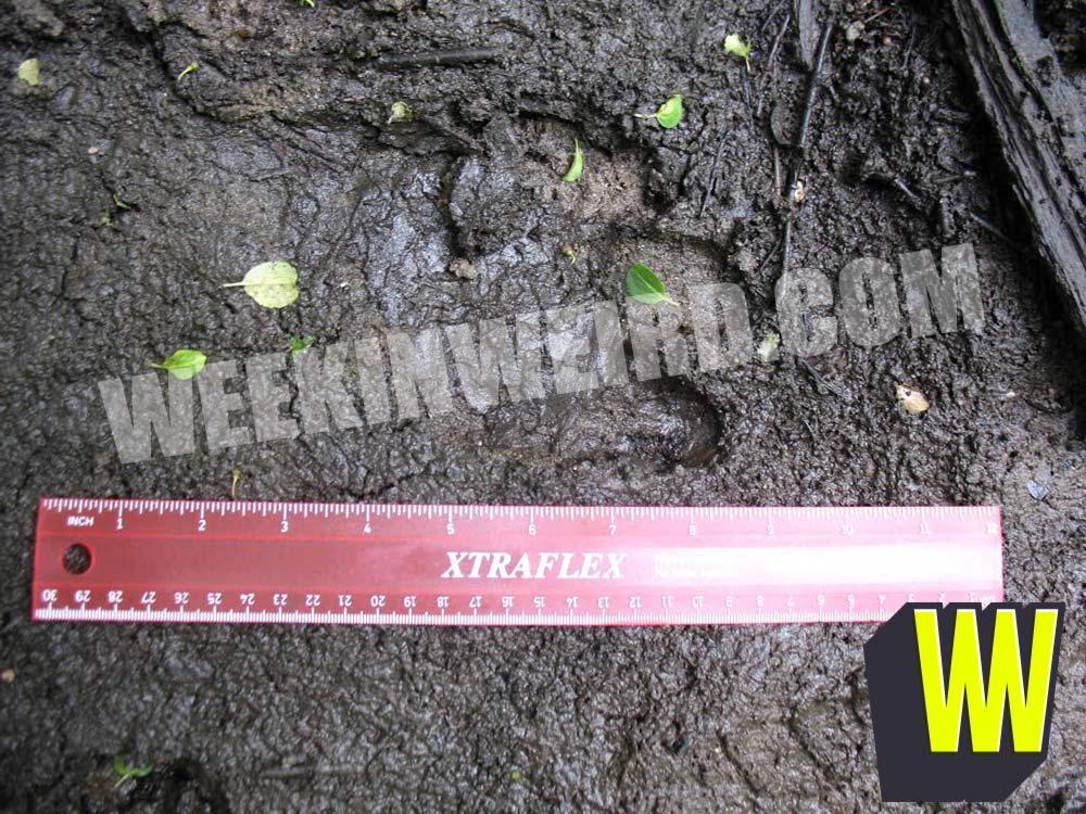 2nd Kentucky Goblin Footprint by Ruler