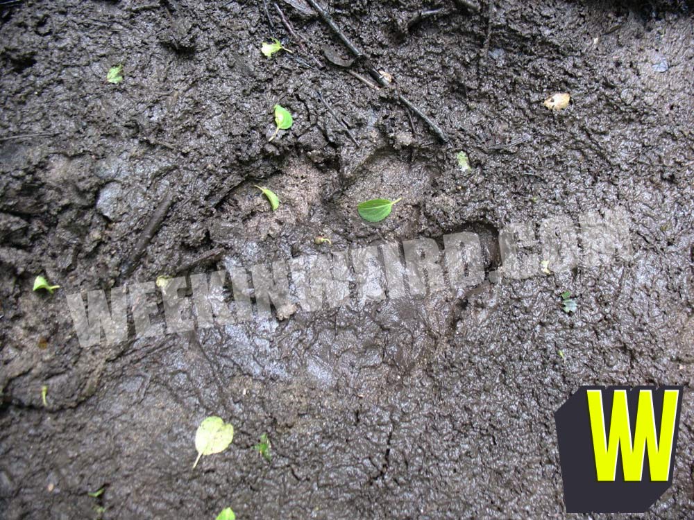 Kentucky Goblin Footprint 2012
