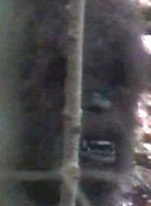 A screen capture allegedly grabbed from the infamous "Matilda" footage claims to show Bigfoot's face