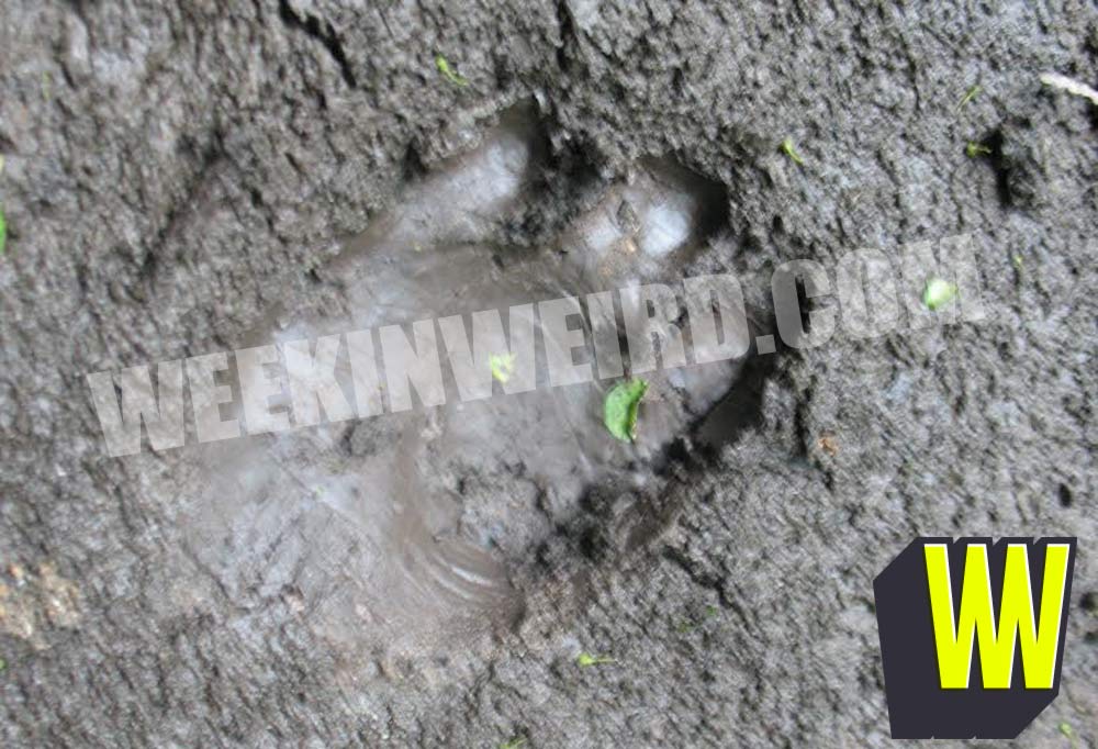 The Kentucky Goblin Footprint 2012